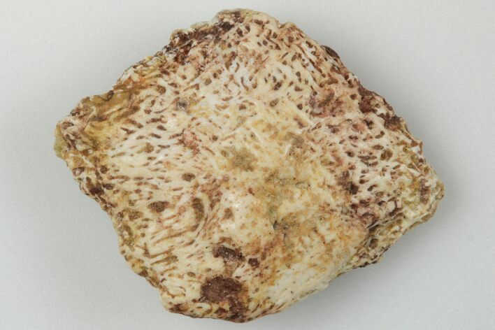 Fossil Phytosaur Scute - New Mexico #192707